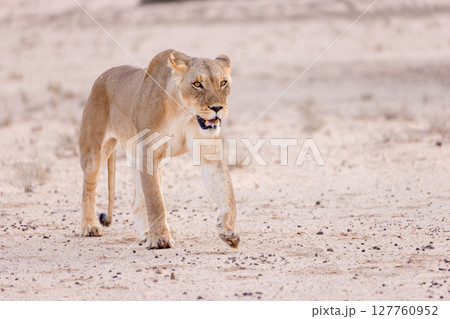 lioness in kgalagadi national park lioness in kgalagadi national park 127760952