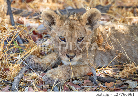 Lion at Etosha National Park, Namibia Lion at Etosha National Park, Namibia 127760961