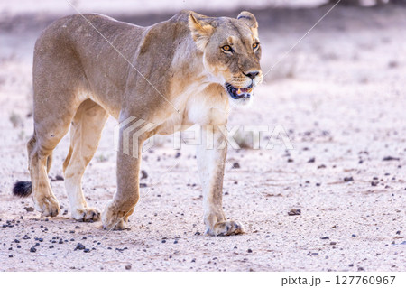 lioness in kgalagadi national park lioness in kgalagadi national park 127760967