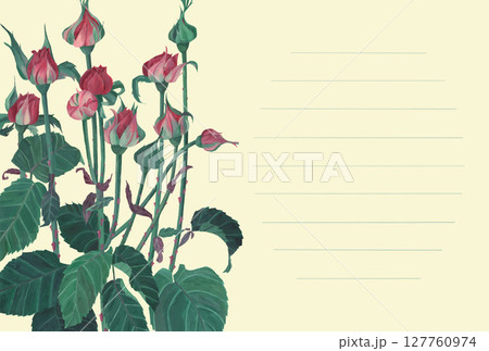 水彩絵の具で描いたピンク色の薔薇の蕾のイラストレーションのスモールカード 水彩絵の具で描いたピンク色の薔薇の蕾のイラストレーションのスモールカード 127760974