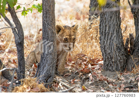 Lion at Etosha National Park, Namibia Lion at Etosha National Park, Namibia 127760983