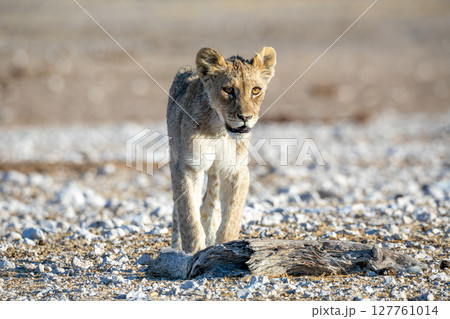 Lion cub at Etosha national Park Lion cub at Etosha national Park 127761014