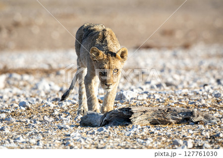 Lion cub at Etosha national Park Lion cub at Etosha national Park 127761030