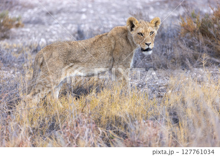 lion in etosha national park 127761034