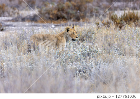 lion in etosha national park 127761036