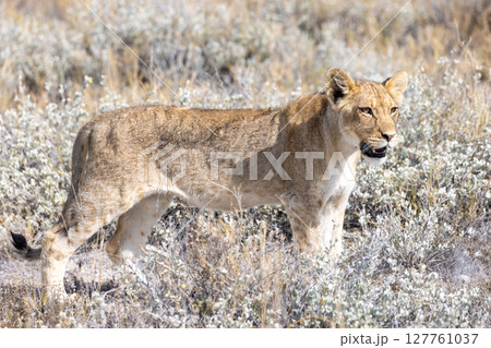lion in etosha national park 127761037