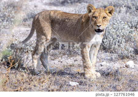 lion in etosha national park 127761046