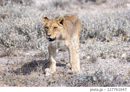 lion in etosha national park 127761047