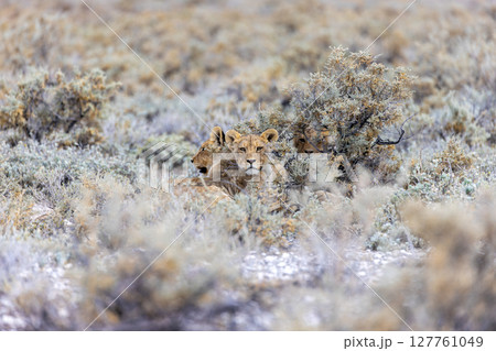 lion in etosha national park 127761049