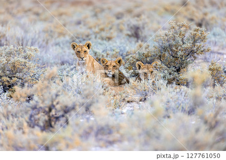 lion in etosha national park 127761050