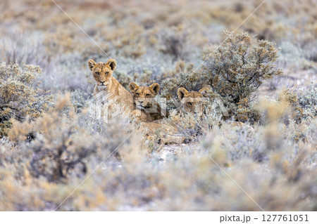 lion in etosha national park 127761051