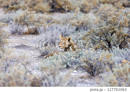 lion in etosha national park 127761063
