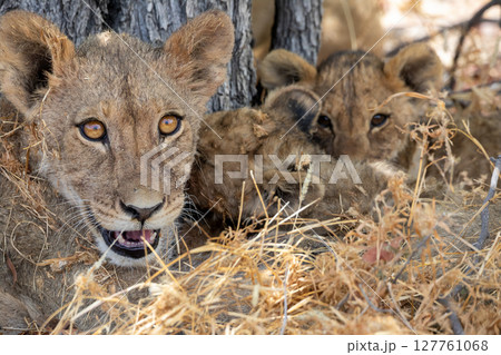 Lion at Etosha National Park, Namibia 127761068