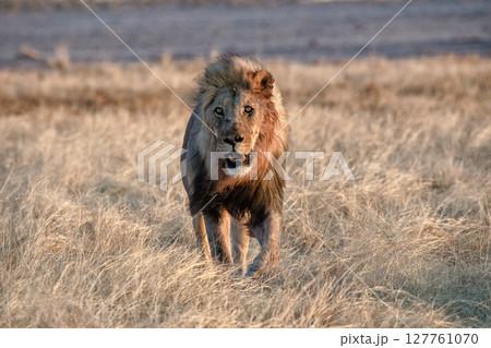 Lion at Etosha National Park, Namibia Lion at Etosha National Park, Namibia 127761070
