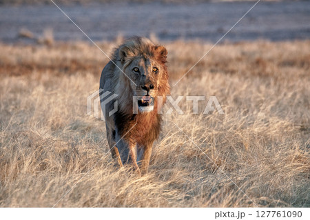 Lion at Etosha National Park, Namibia Lion at Etosha National Park, Namibia 127761090