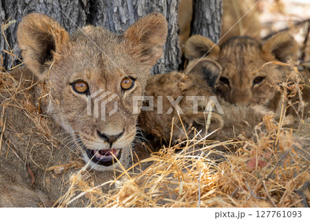 Lion at Etosha National Park, Namibia Lion at Etosha National Park, Namibia 127761093