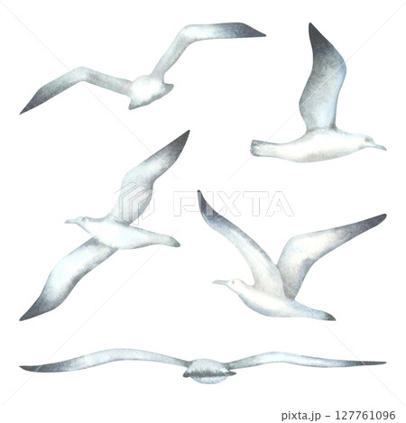 Set of flying seagulls in various poses. Hand drawn watercolor illustration of seabirds in monochrome colors on isolated background. The theme of sea fishing. For invitations and cards in marine style Set of flying seagulls in various poses. Hand drawn watercolor illustration of seabirds in monochrome colors on isolated background. The theme of sea fishing. For invitations and cards in marine style 127761096