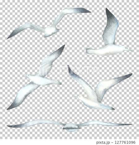 Set of flying seagulls in various poses. Hand drawn watercolor illustration of seabirds in monochrome colors on isolated background. The theme of sea fishing. For invitations and cards in marine style Set of flying seagulls in various poses. Hand drawn watercolor illustration of seabirds in monochrome colors on isolated background. The theme of sea fishing. For invitations and cards in marine style 127761096