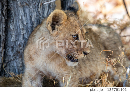 Lion at Etosha National Park, Namibia Lion at Etosha National Park, Namibia 127761101