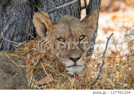 Lion at Etosha National Park, Namibia Lion at Etosha National Park, Namibia 127761104