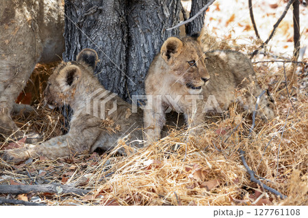 Lion at Etosha National Park, Namibia 127761108
