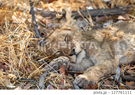 Lion at Etosha National Park, Namibia 127761111
