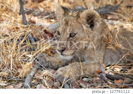 Lion at Etosha National Park, Namibia 127761112