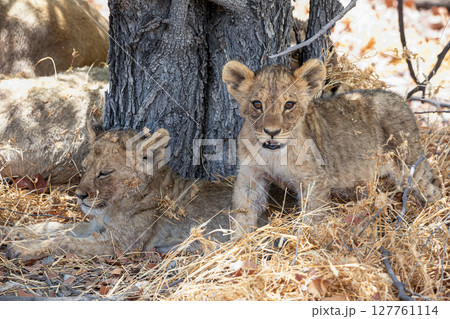 Lion at Etosha National Park, Namibia 127761114