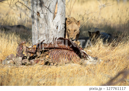 Lion at Etosha National Park, Namibia 127761117