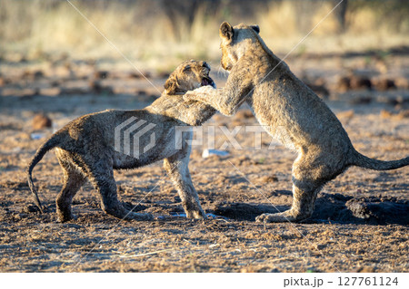Lion at Etosha National Park, Namibia Lion at Etosha National Park, Namibia 127761124
