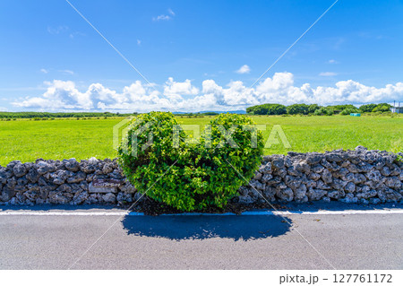 ガジュマルハートのある黒島 127761172