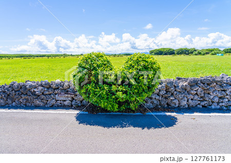 ガジュマルハートのある黒島 127761173