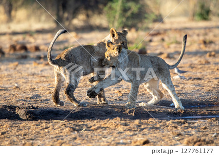 Lion at Etosha National Park, Namibia Lion at Etosha National Park, Namibia 127761177