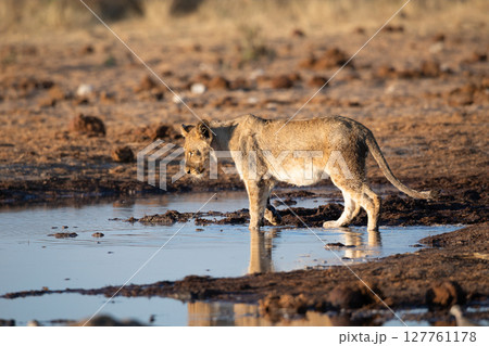 Lion at Etosha National Park, Namibia 127761178