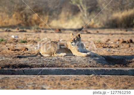 Lion at Etosha National Park, Namibia Lion at Etosha National Park, Namibia 127761250