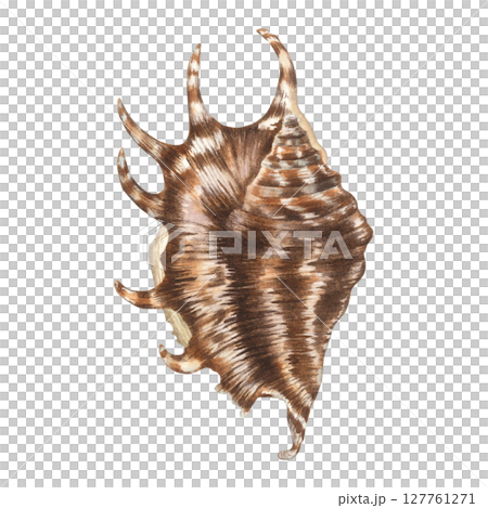 Lambis clam shell with spikes in brown and white colors. Hand drawn watercolor illustration of spiral seashell from the underwater world of the ocean isolated on white background. Marine-style decor. 127761271