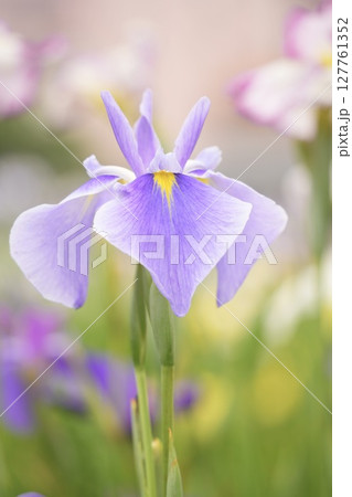美しく咲き誇る花菖蒲 初夏の風景 カラフル 美しく咲き誇る花菖蒲 初夏の風景 カラフル 127761352