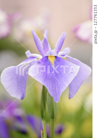美しく咲き誇る薄紫色の花菖蒲　初夏の風景 127761353