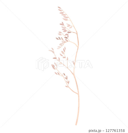 Dry branch of wildflower. Hand drawn watercolor illustration of a herbarium on isolated background. Dead plant drawing suitable for decorating fabrics, paper, scrapbooking, tape, packaging, postcards. 127761358