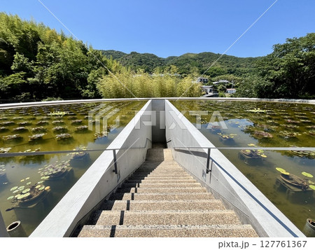 淡路島にある安藤忠雄氏設計の本福寺水御堂の蓮池 淡路島にある安藤忠雄氏設計の本福寺水御堂の蓮池 127761367