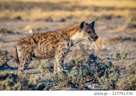 Hyena at Etosha National Park, Namibia Hyena at Etosha National Park, Namibia 127761376