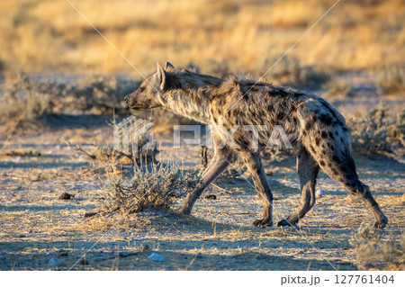 Hyena at Etosha National Park, Namibia Hyena at Etosha National Park, Namibia 127761404