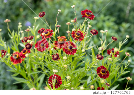 Natural closeup on the colorful orange blossoming common, Helenium autumnale , in the garden 127761763