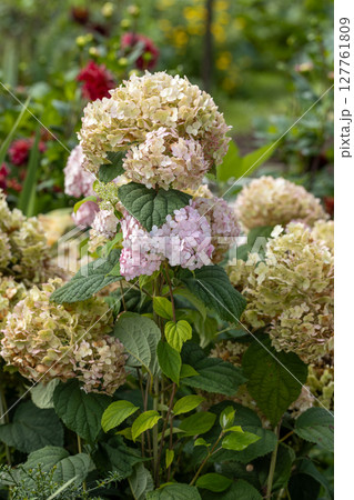 Hydrangea arborescens Candybelle Lollypop (Bubblegum) flowers in garden Hydrangea arborescens Candybelle Lollypop (Bubblegum) flowers in garden 127761809