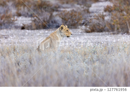 lion in the grass lion in the grass 127761956