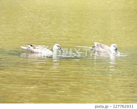 稲毛海浜公園浜ノ池に留鳥のカルガモ飛来 127762031