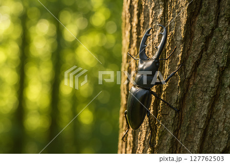 木に登るクワガタ 127762503