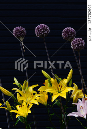 ギガンチウムとユリの花02 ギガンチウムとユリの花02 127762602