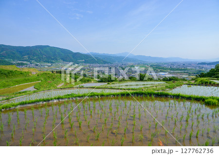 【姨捨の棚田】田植えの終わった水田と善光寺平【千曲市】 【姨捨の棚田】田植えの終わった水田と善光寺平【千曲市】 127762736