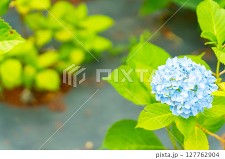 青い紫陽花 127762904